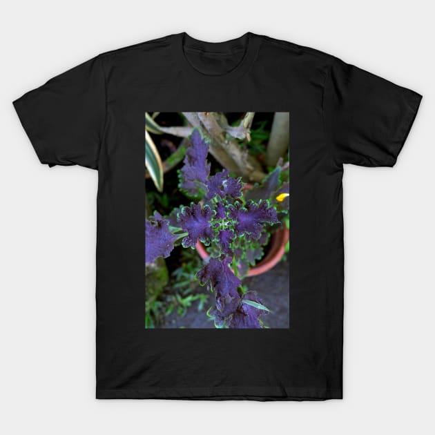 Philippine ornamental plant T-Shirt by likbatonboot